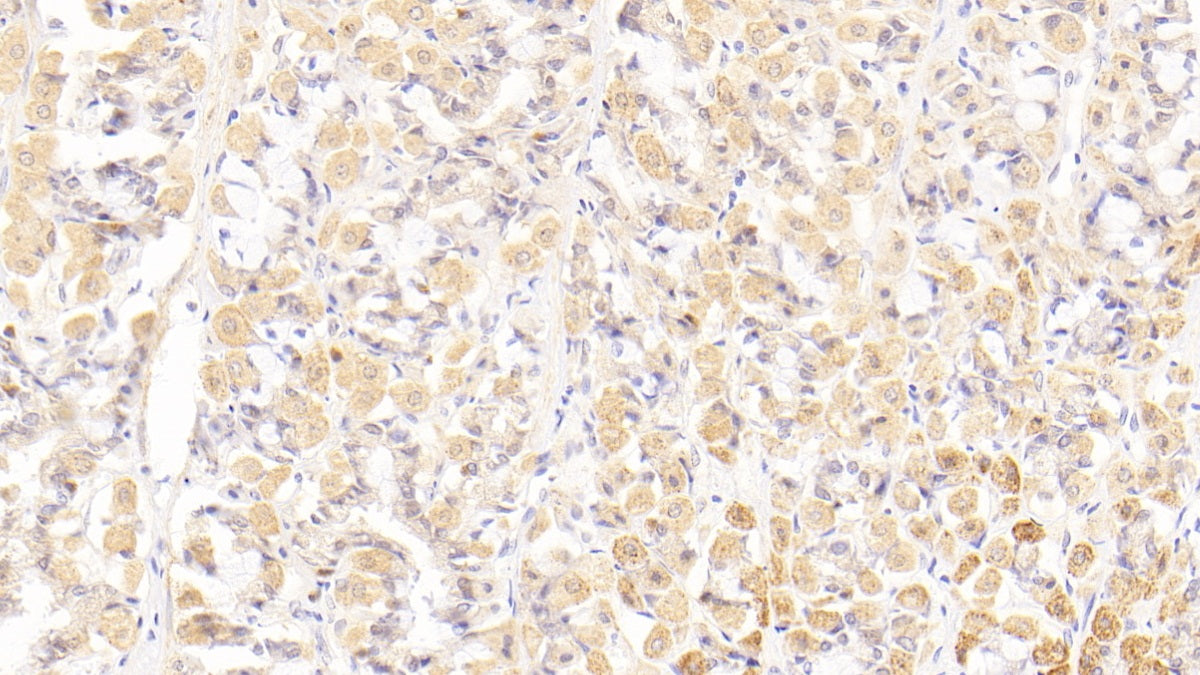 Peptidase Inhibitor 3, Skin Derived (PI3) Polyclonal Antibody - image 3