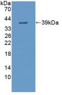 Western Blot; Sample: Lane1: Jurkat cell lysate; Lane2: RAW264.7 cell lysate; Primary Ab: 4μg/ml Rabbit Anti-Human TNFaIP3 Antibody; Second Ab: 0.2µg/mL HRP-Linked Caprine Anti-Rabbit IgG Polyclonal Antibody;