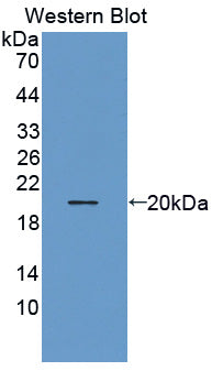 Western Blot; Sample: Mouse Liver lysate; Primary Ab: 4μg/ml Rabbit Anti-Human THRSP Antibody; Second Ab: 0.2µg/mL HRP-Linked Caprine Anti-Rabbit IgG Polyclonal Antibody;