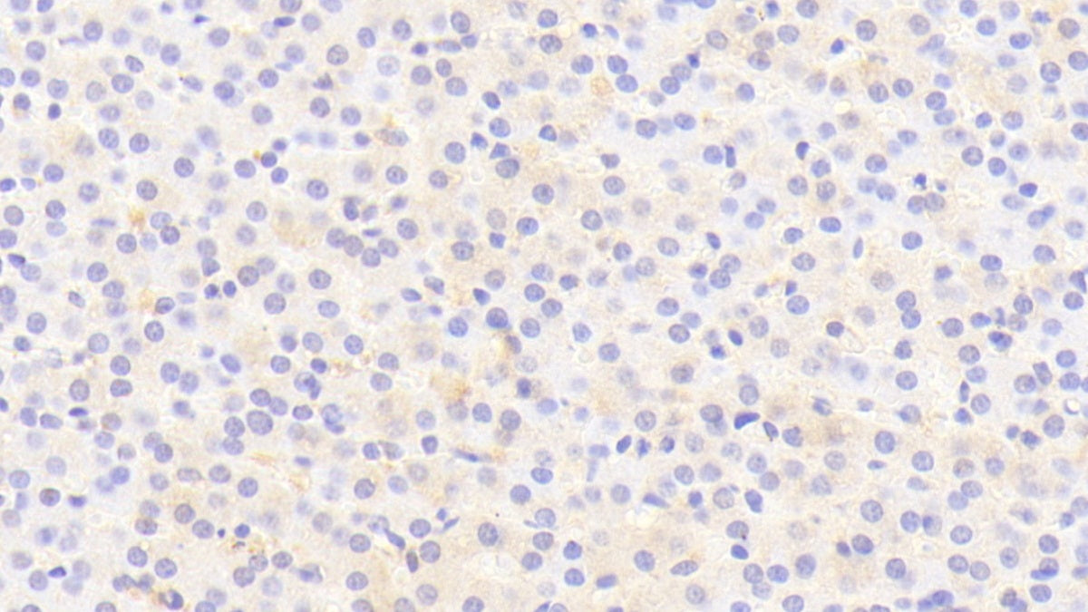 Thyroid Hormone Responsive (THRSP) Polyclonal Antibody - image 4