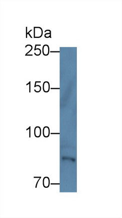 Western Blot; Sample: Recombinant protein.