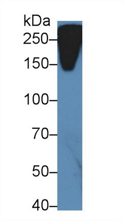Western Blot; Sample: Recombinant protein.