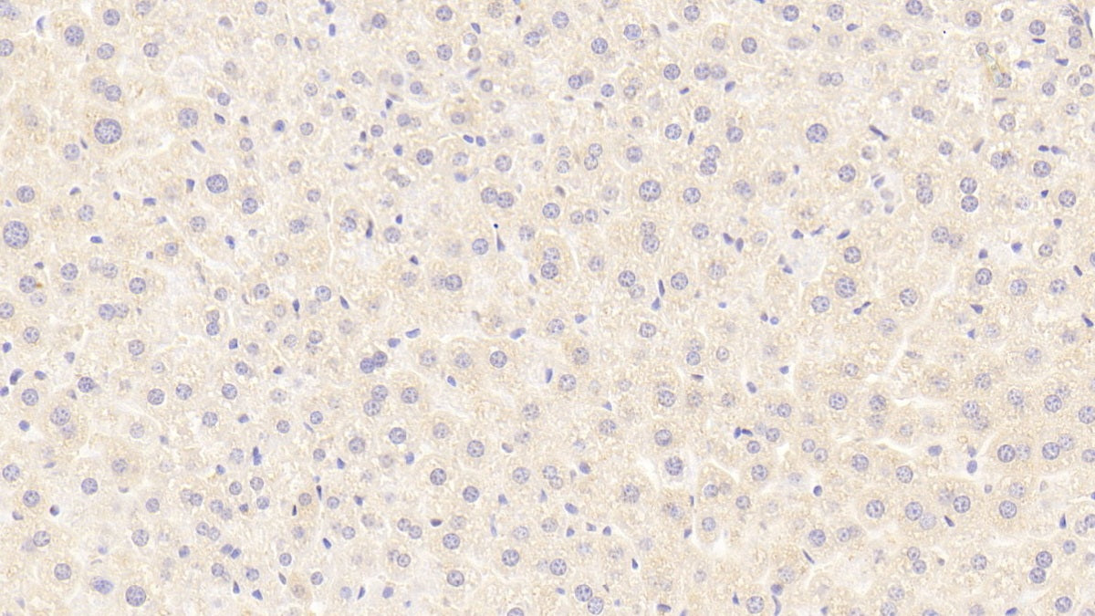 DAB staining on IHC-P. Samples: Mouse Tissue)