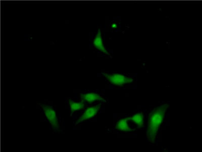 Reelin (RELN) Polyclonal Antibody - image 5