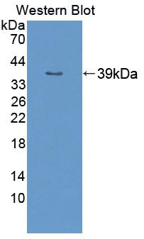 Western Blot; Sample: Lane1: Porcine Cerebrum lysate; Lane2: Rat Cerebrum lysate; Lane3: Mouse Cerebrum lysate; Lane4: MCF7 cell lysate; Primary Ab: 1μg/ml Rabbit Anti-Human PURA Antibody; Second Ab: 0.2µg/mL HRP-Linked Caprine Anti-Rabbit IgG Polyclonal Antibody;