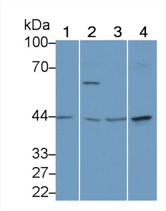 DAB staining on IHC-P; Samples: Human Cerebrum Tissue; Primary Ab: 20μg/ml Rabbit Anti-Human PURA Antibody Second Ab: 2µg/mL HRP-Linked Caprine Anti-Rabbit IgG Polyclonal Antibody