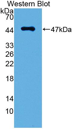 Podoplanin (PDPN) Polyclonal Antibody - image 2