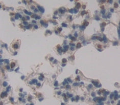 Podoplanin (PDPN) Polyclonal Antibody - image 3