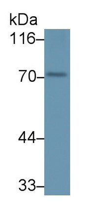 DAB staining on IHC-P; Samples: Human Spleen Tissue;  Primary Ab: 20μg/ml Rabbit Anti-Human PADI1 Antibody Second Ab: 2µg/mL HRP-Linked Caprine Anti-Rabbit IgG Polyclonal Antibody