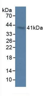 Western Blot; Sample: Recombinant OAS1, Rat.