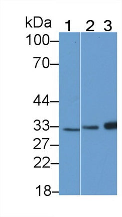 Used in DAB staining on fromalin fixed paraffin- embedded liver tissue