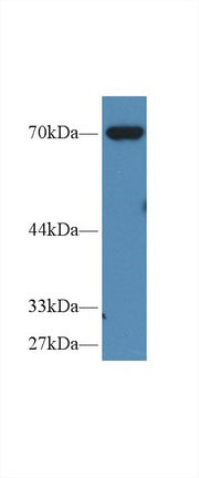 Western Blot; Sample: Recombinant protein.