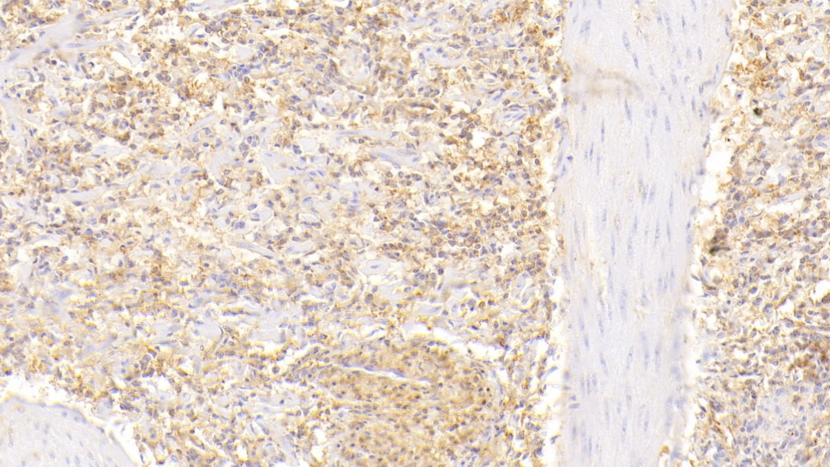 Moesin (MSN) Polyclonal Antibody - image 4