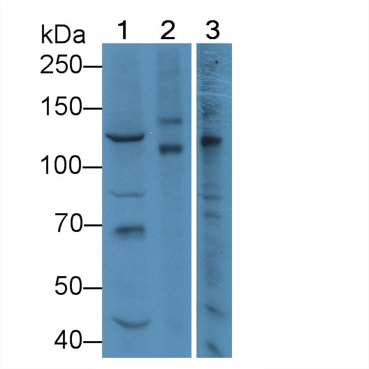 Used in DAB staining on fromalin fixed paraffin- embedded brain tissue