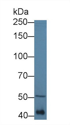 Western Blot; Sample: Recombinant protein.