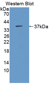 3-Mercaptopyruvate Sulfurtransferase (MST) Polyclonal Antibody - image 3