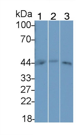 Used in DAB staining on fromalin fixed paraffin- embedded Kidney tissue