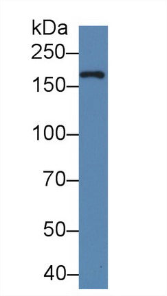 Western Blot; Sample: Recombinant protein.