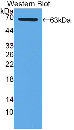 Xanthine Dehydrogenase (XDH) Polyclonal Antibody - image 3