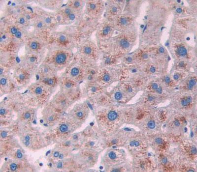 Xanthine Dehydrogenase (XDH) Polyclonal Antibody - image 4