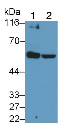 X-linked Inhibitor Of Apoptosis Protein (XIAP) Polyclonal Antibody - image 2