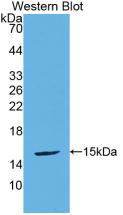 Urocortin 2 (UCN2) Polyclonal Antibody - image 2