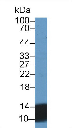 Western Blot; Sample: Recombinant protein.