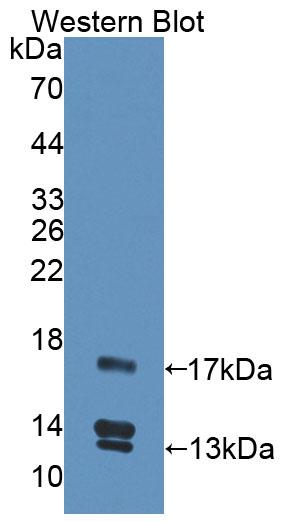 Urocortin 2 (UCN2) Polyclonal Antibody - image 3