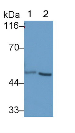 Ubiquitin Associated Protein 1 (UBAP1) Polyclonal Antibody - image 2
