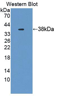 Ubiquitin Associated Protein 1 (UBAP1) Polyclonal Antibody - image 2