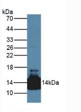 Western Blot; Sample: Recombinant protein.