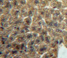 Lacritin (LACRT) Polyclonal Antibody - image 4
