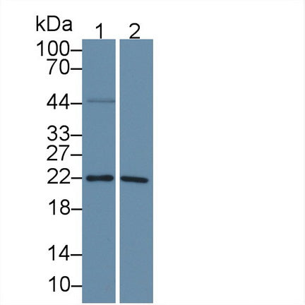 Used in DAB staining on fromalin fixed paraffin- embedded Kidney tissue