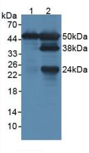 Western Blot; Sample: Recombinant LSP1, Rat.