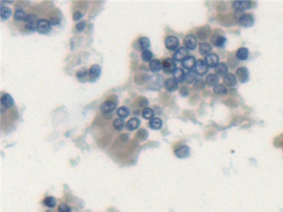 DAB staining on IHC-P; Samples: Rat Kidney Tissue.