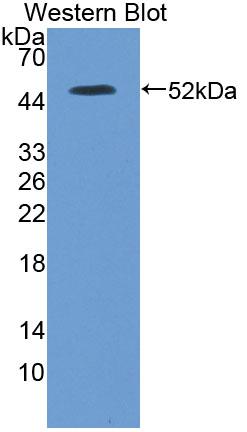 Inosine Triphosphatase Pyrophosphatase (ITPA) Polyclonal Antibody - image 2