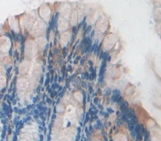 Inosine Triphosphatase Pyrophosphatase (ITPA) Polyclonal Antibody - image 3