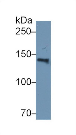 Western Blot; Sample: Recombinant protein.