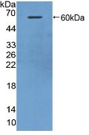 Histidine Rich Glycoprotein (HRG) Polyclonal Antibody - image 2