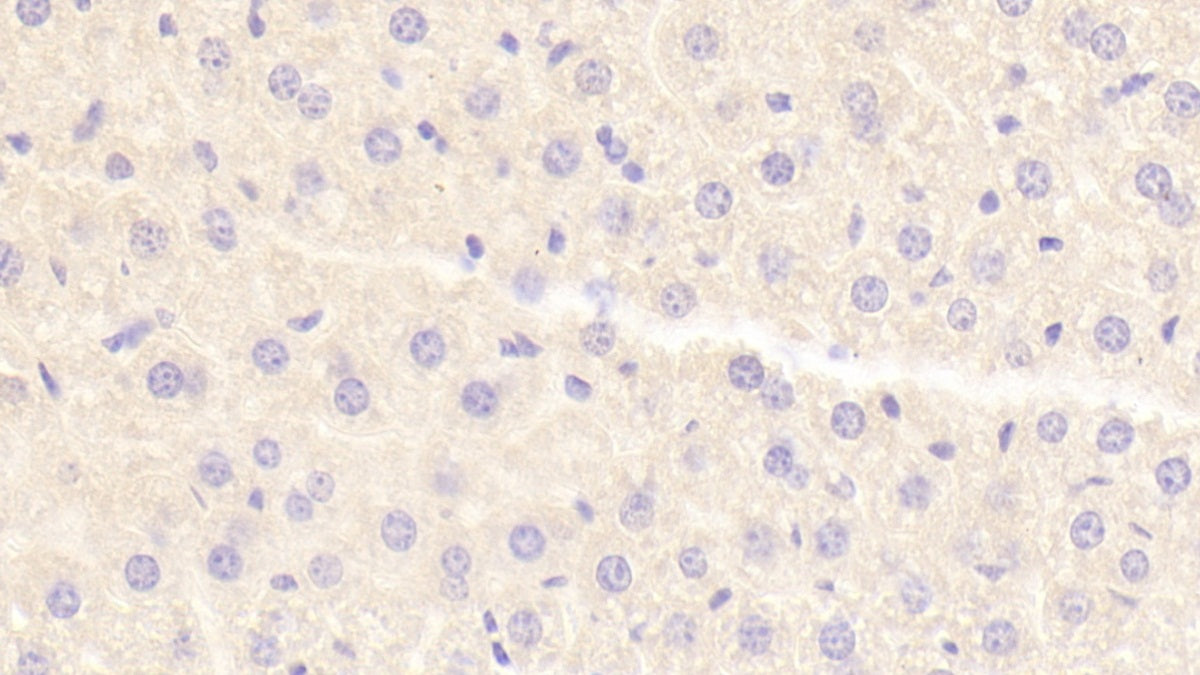 DABstainingonIHC-P.Samples:MouseTissue)