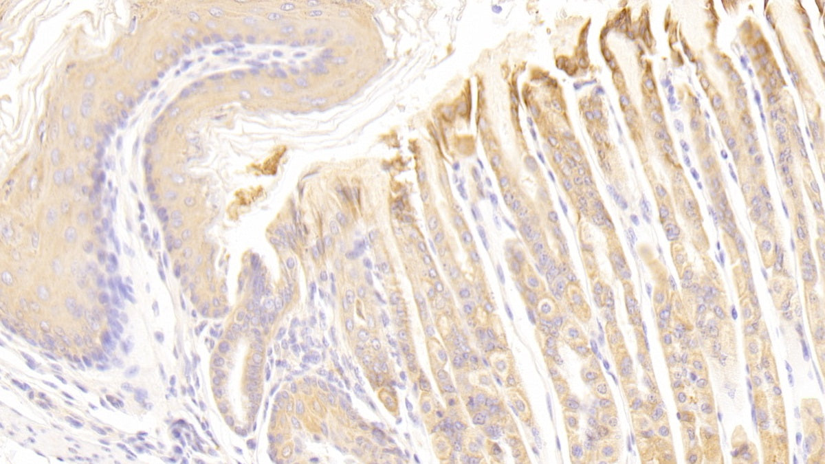 Histidine Rich Glycoprotein (HRG) Polyclonal Antibody - image 4