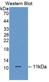 Homeodomain Only Protein (HOP) Polyclonal Antibody - image 2