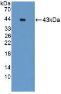 Gastrin Releasing Peptide Receptor (GRPR) Polyclonal Antibody - image 2