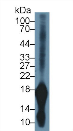 Western Blot; Sample: Recombinant protein.
