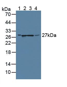 Western Blot; Sample: Recombinant GAMT, Rat.