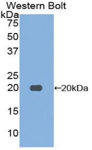 Western Blot; Sample: Lane1: Mouse Salivary gland lysate; Lane2: Mouse Pancreas lysate; Primary Ab: 3µg/ml Rabbit Anti-Mouse FUR Antibody; Second Ab: 0.2µg/mL HRP-Linked Caprine Anti-Rabbit IgG Polyclonal Antibody;