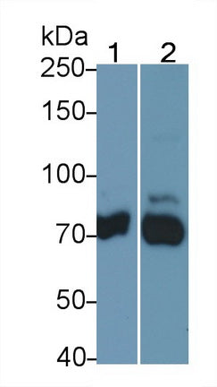 DAB staining on IHC-P; Sample: Mouse Colon Tissue; Primary Ab: 20ug/ml Rabbit Anti-Mouse FUR Antibody Second Ab: 2µg/mL HRP-Linked Caprine Anti-Rabbit IgG Polyclonal Antibody