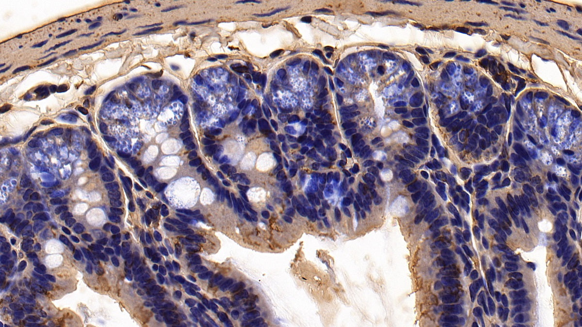 DABstainingonIHC-P.Samples:MouseTissue)