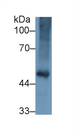 Western Blot; Sample: Recombinant protein.