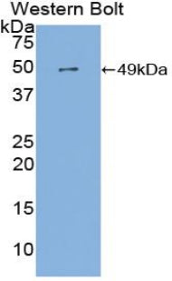 Fibrinogen Gamma (FGg) Polyclonal Antibody - image 3